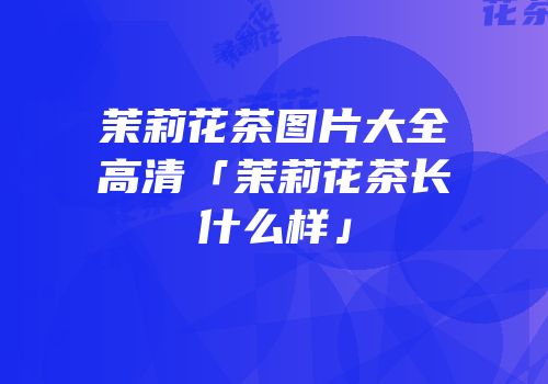 茉莉花茶图片大全高清「茉莉花茶长什么样」