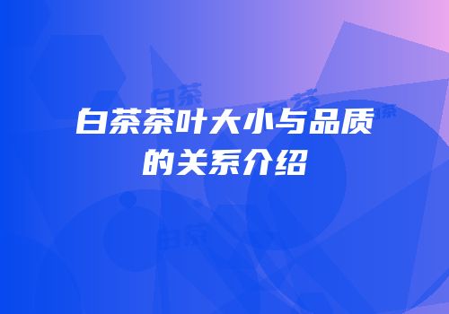 白茶茶叶大小与品质的关系介绍