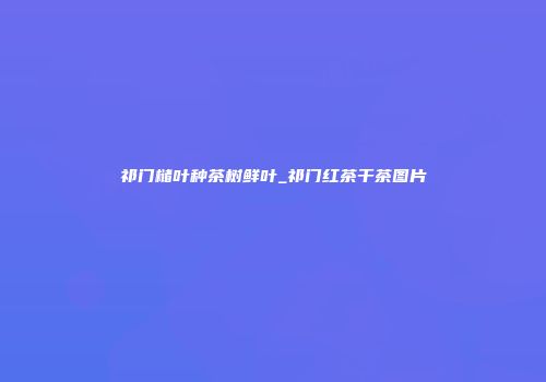 祁门槠叶种茶树鲜叶_祁门红茶干茶图片