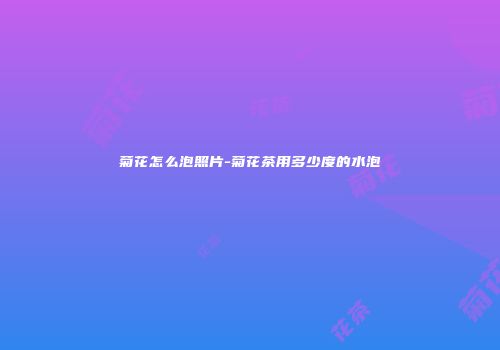 菊花怎么泡照片-菊花茶用多少度的水泡