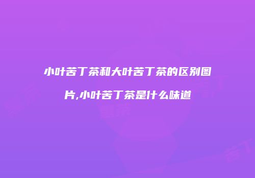 小叶苦丁茶和大叶苦丁茶的区别图片,小叶苦丁茶是什么味道