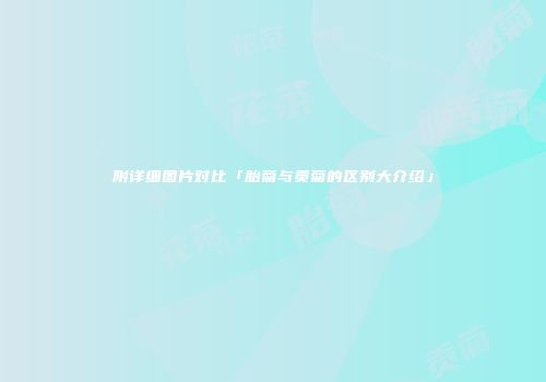 附详细图片对比「胎菊与贡菊的区别大介绍」