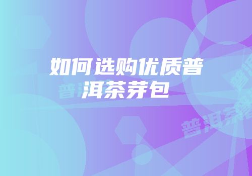如何选购优质普洱茶芽包