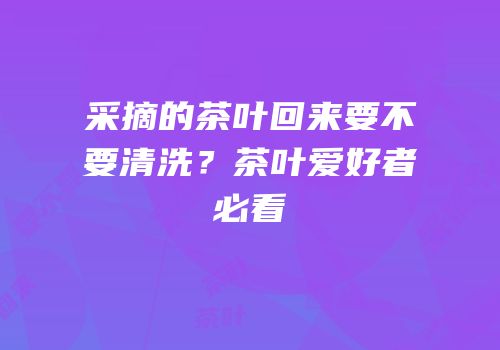 采摘的茶叶回来要不要清洗？茶叶爱好者必看