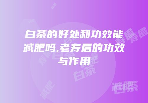 白茶的好处和功效能减肥吗,老寿眉的功效与作用