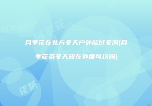 月季花在北方冬天户外能过冬吗(月季花茶冬天放在外面可以吗)