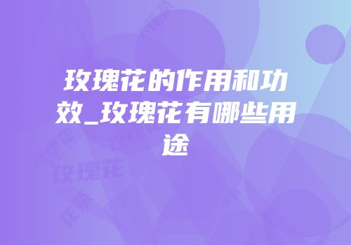 玫瑰花的作用和功效_玫瑰花有哪些用途