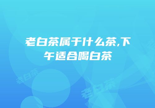 老白茶属于什么茶,下午适合喝白茶