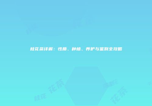 桂花茶详解：性质、种植、养护与鉴别全攻略