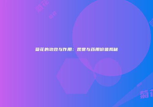 菊花的功效与作用：观赏与药用价值揭秘