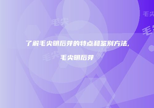 了解毛尖明后芽的特点和鉴别方法,毛尖明后芽