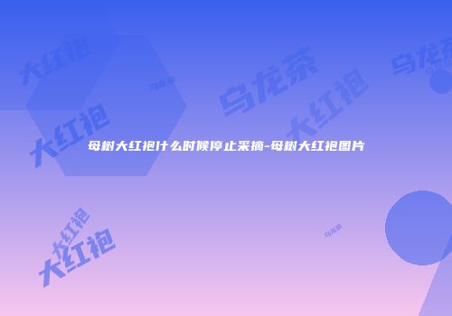 母树大红袍什么时候停止采摘-母树大红袍图片