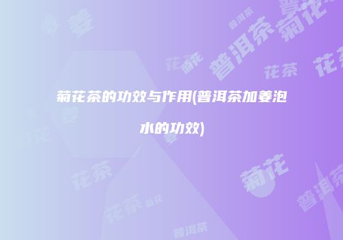 菊花茶的功效与作用(普洱茶加姜泡水的功效)