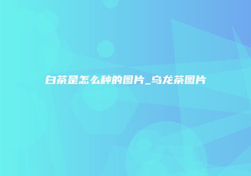 白茶是怎么种的图片_乌龙茶图片