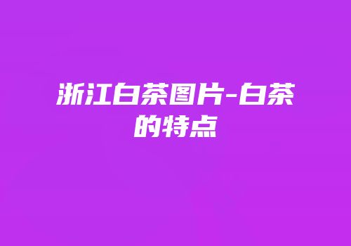 浙江白茶图片-白茶的特点