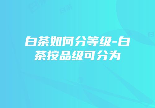 白茶如何分等级-白茶按品级可分为