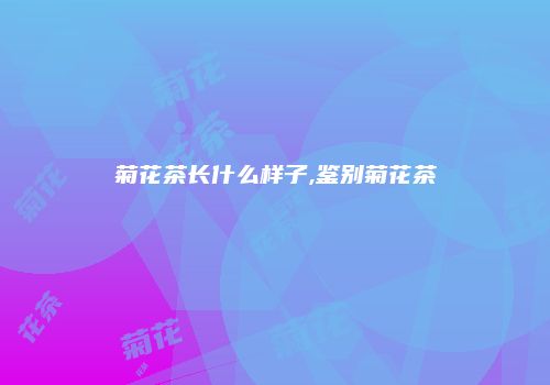菊花茶长什么样子,鉴别菊花茶