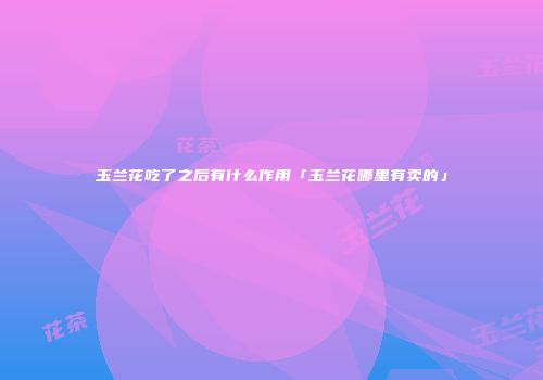 玉兰花吃了之后有什么作用「玉兰花哪里有卖的」