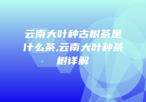 云南大叶种古树茶是什么茶,云南大叶种茶树详解