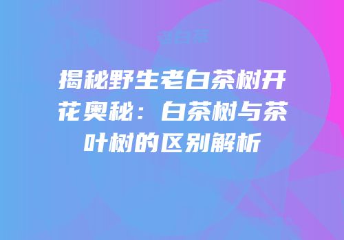 揭秘野生老白茶树开花奥秘：白茶树与茶叶树的区别解析