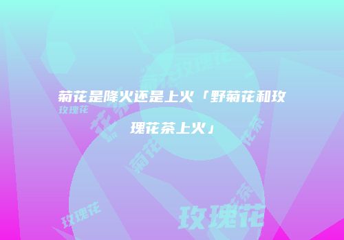菊花是降火还是上火「野菊花和玫瑰花茶上火」