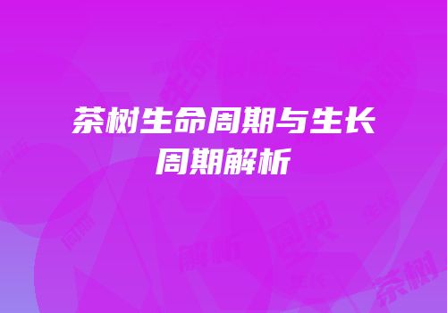 茶树生命周期与生长周期解析