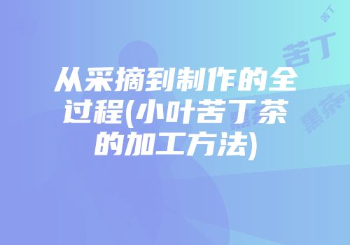 从采摘到制作的全过程(小叶苦丁茶的加工方法)