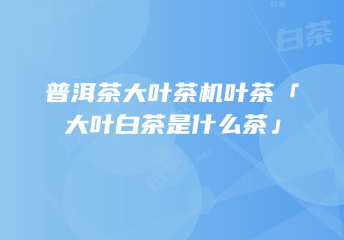 普洱茶大叶茶机叶茶「大叶白茶是什么茶」