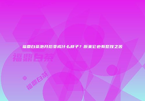 福鼎白茶泡开后变成什么样子？原来它也有愁嫁之苦