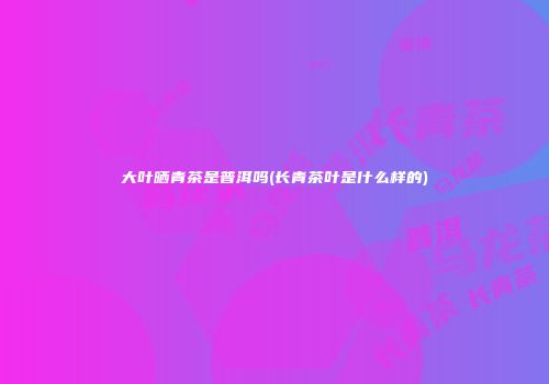 大叶晒青茶是普洱吗(长青茶叶是什么样的)