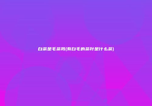 白茶是毛茶吗(有白毛的茶叶是什么茶)