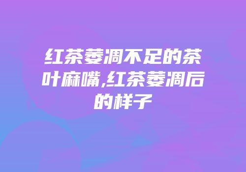 红茶萎凋不足的茶叶麻嘴,红茶萎凋后的样子