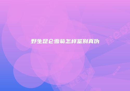 野生昆仑雪菊怎样鉴别真伪