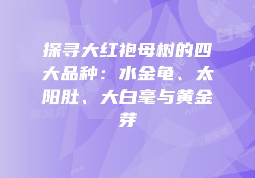 探寻大红袍母树的四大品种：水金龟、太阳肚、大白毫与黄金芽