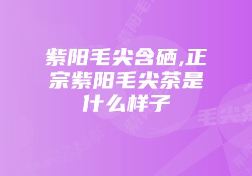 紫阳毛尖含硒,正宗紫阳毛尖茶是什么样子