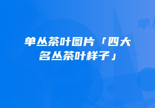 单丛茶叶图片「四大名丛茶叶样子」
