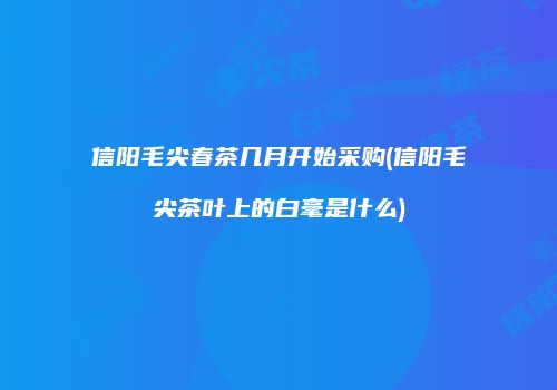信阳毛尖春茶几月开始采购(信阳毛尖茶叶上的白毫是什么)