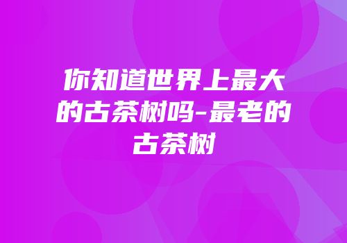 你知道世界上最大的古茶树吗-最老的古茶树