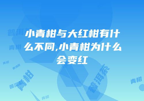小青柑与大红柑有什么不同,小青柑为什么会变红