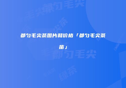 都匀毛尖茶图片和价格「都匀毛尖茶苗」