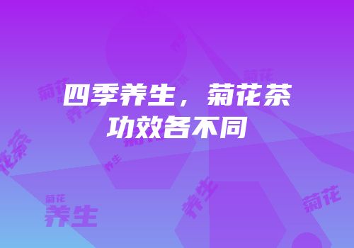四季养生，菊花茶功效各不同