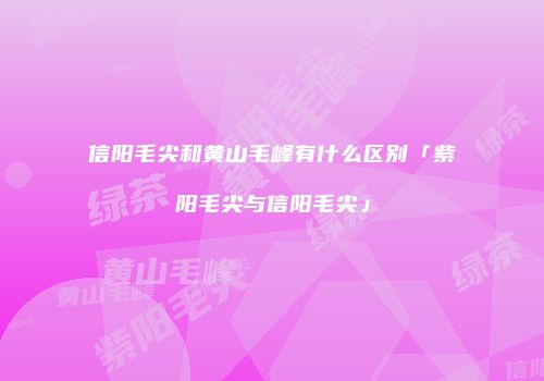 信阳毛尖和黄山毛峰有什么区别「紫阳毛尖与信阳毛尖」