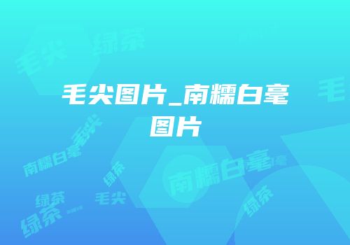 毛尖图片_南糯白毫图片