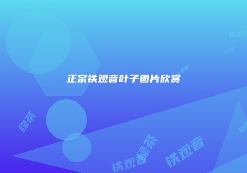 正宗铁观音叶子图片欣赏