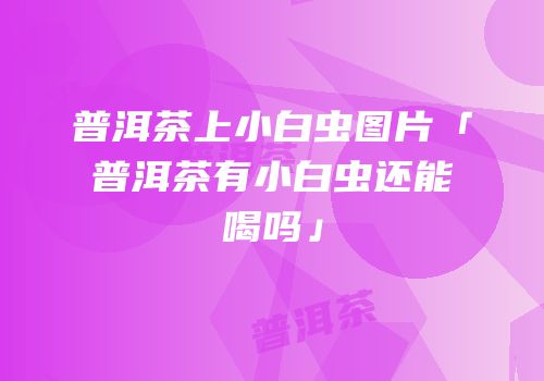 普洱茶上小白虫图片「普洱茶有小白虫还能喝吗」