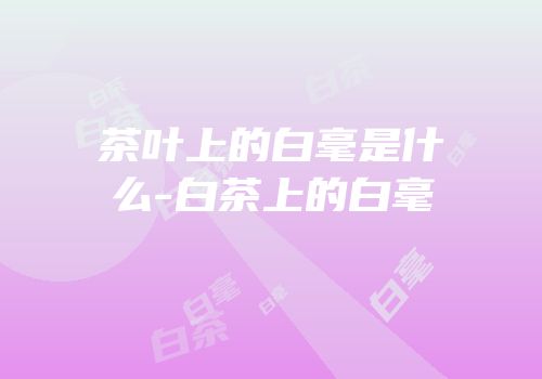 茶叶上的白毫是什么-白茶上的白毫
