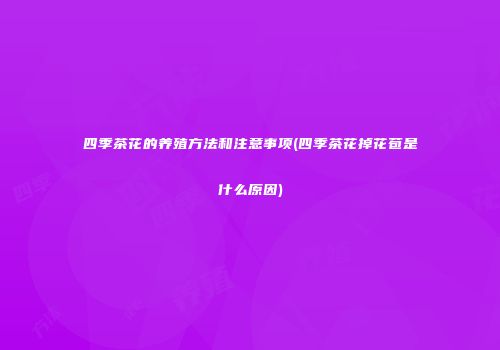 四季茶花的养殖方法和注意事项(四季茶花掉花苞是什么原因)
