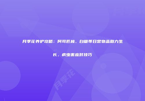 月季花养护攻略：阿司匹林、白糖等日常物品助力生长，病虫害应对技巧