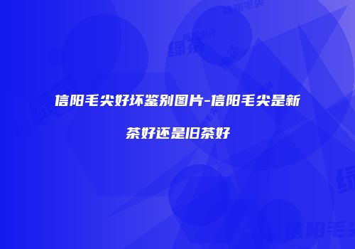 信阳毛尖好坏鉴别图片-信阳毛尖是新茶好还是旧茶好