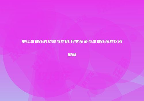 墨红玫瑰花的功效与作用,月季花茶与玫瑰花茶的区别图解